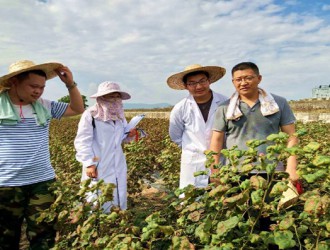 2018年种企抽查水稻和棉花品种纯度小区种植鉴定完成