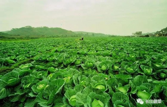 情植大地|“蔬菜达人”带民致富的精准之道