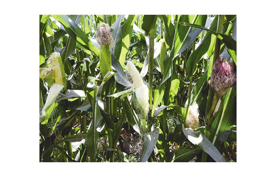 1400亩“高产”玉米减产 村民质疑种子质量