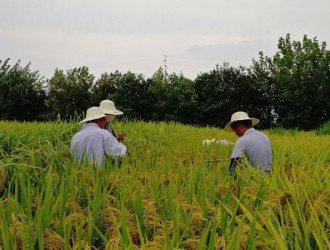 2018年种子市场抽查水稻品种纯度小区种植鉴定完成