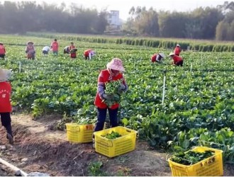 一个农业炮灰的惨痛教训！折腾3年，300亩地，最终黯然退场