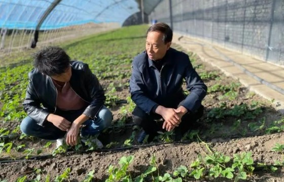 蔬菜没有蔬菜味儿，和种子啥关系？这位农业专家道出了原因