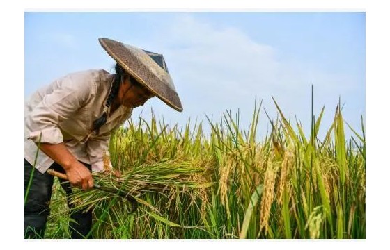 200亿资金安排！国务院常务会决定对实际种粮农民一次性发放补贴