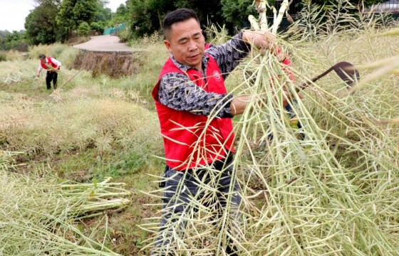 种油菜划算吗？四川种植大户算细账